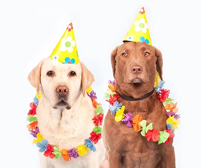 två hundar i partyhatt